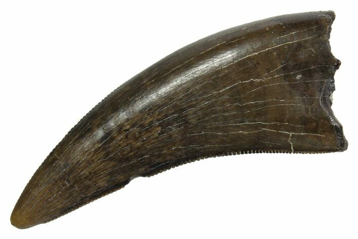 Serrated, Tyrannosaur (Nanotyrannus) Tooth - Montana #350423